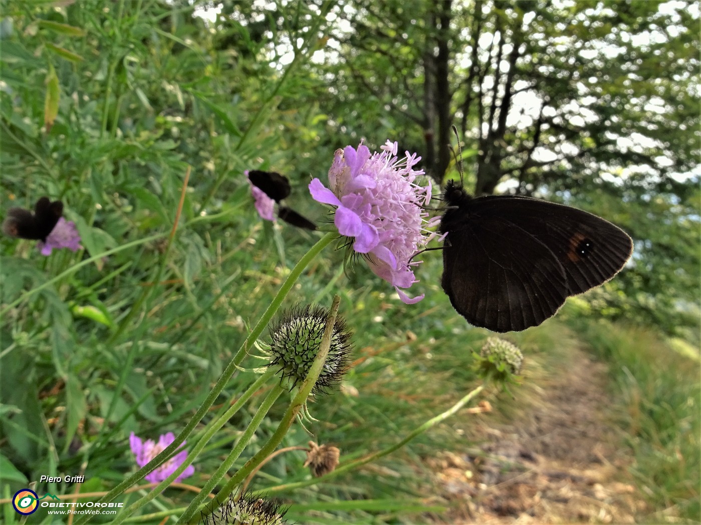 71 Bello sostare ancora all'ombra accanto ad un bel fiore con farfalla.JPG